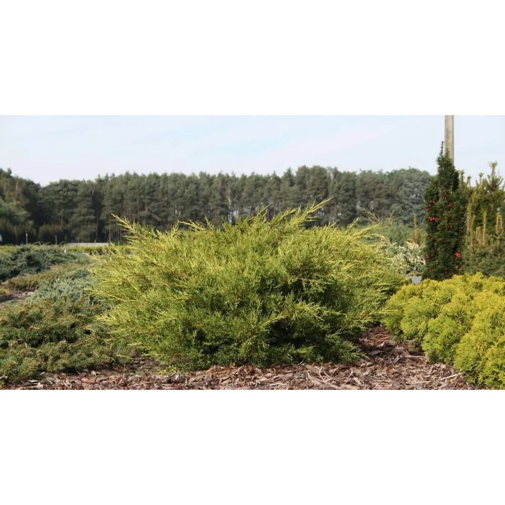 Santreyd Можжевельник китайский Куривао Голд - золотистый акцент для сада 89363746 STLM-0957170