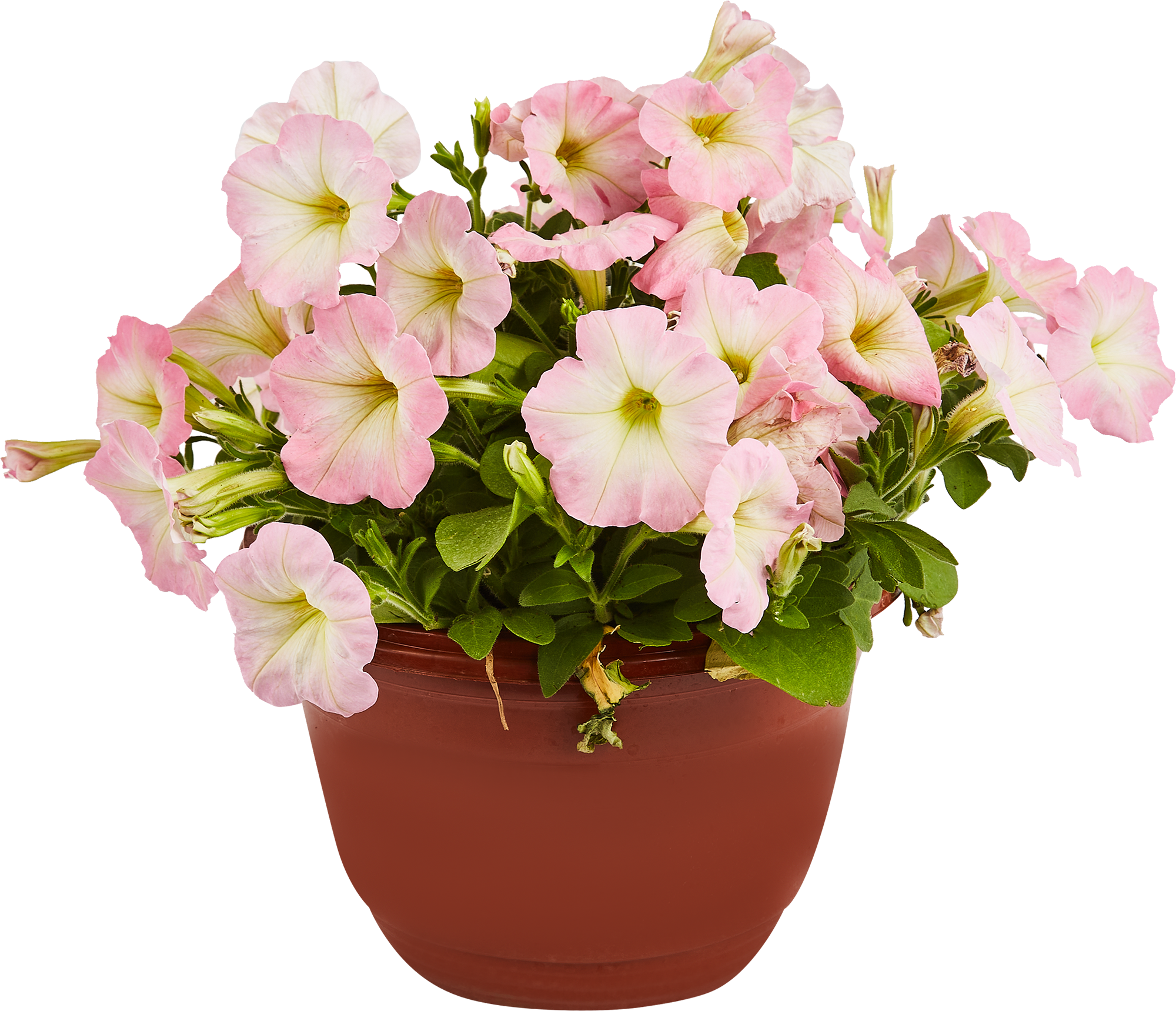 Ампельная петуния Santreyd - разноцветный каскад для кашпо и вазонов 84299080 STLM-0048154