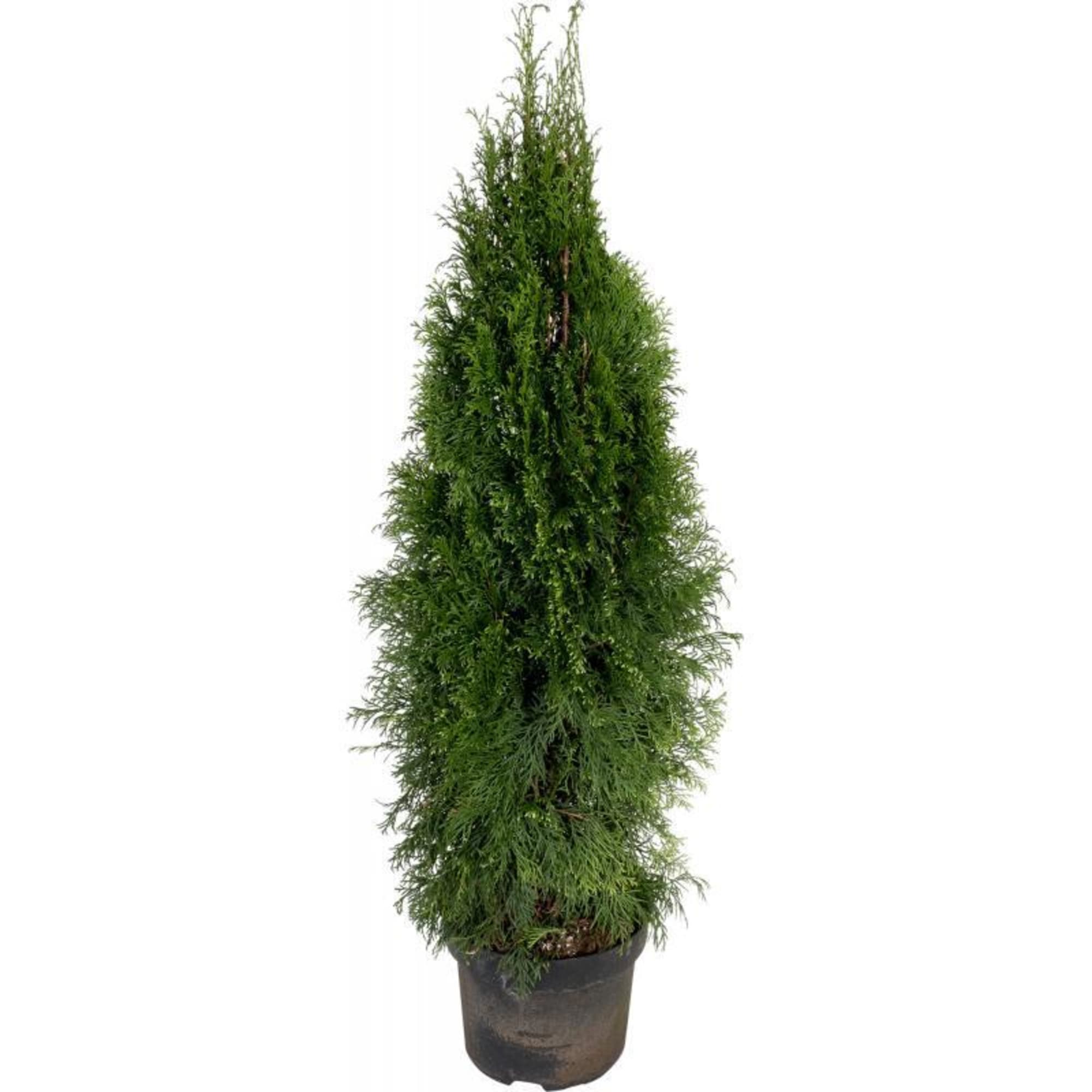 82622628 Туя западная «Смарагд» 19x70 см Santreyd 