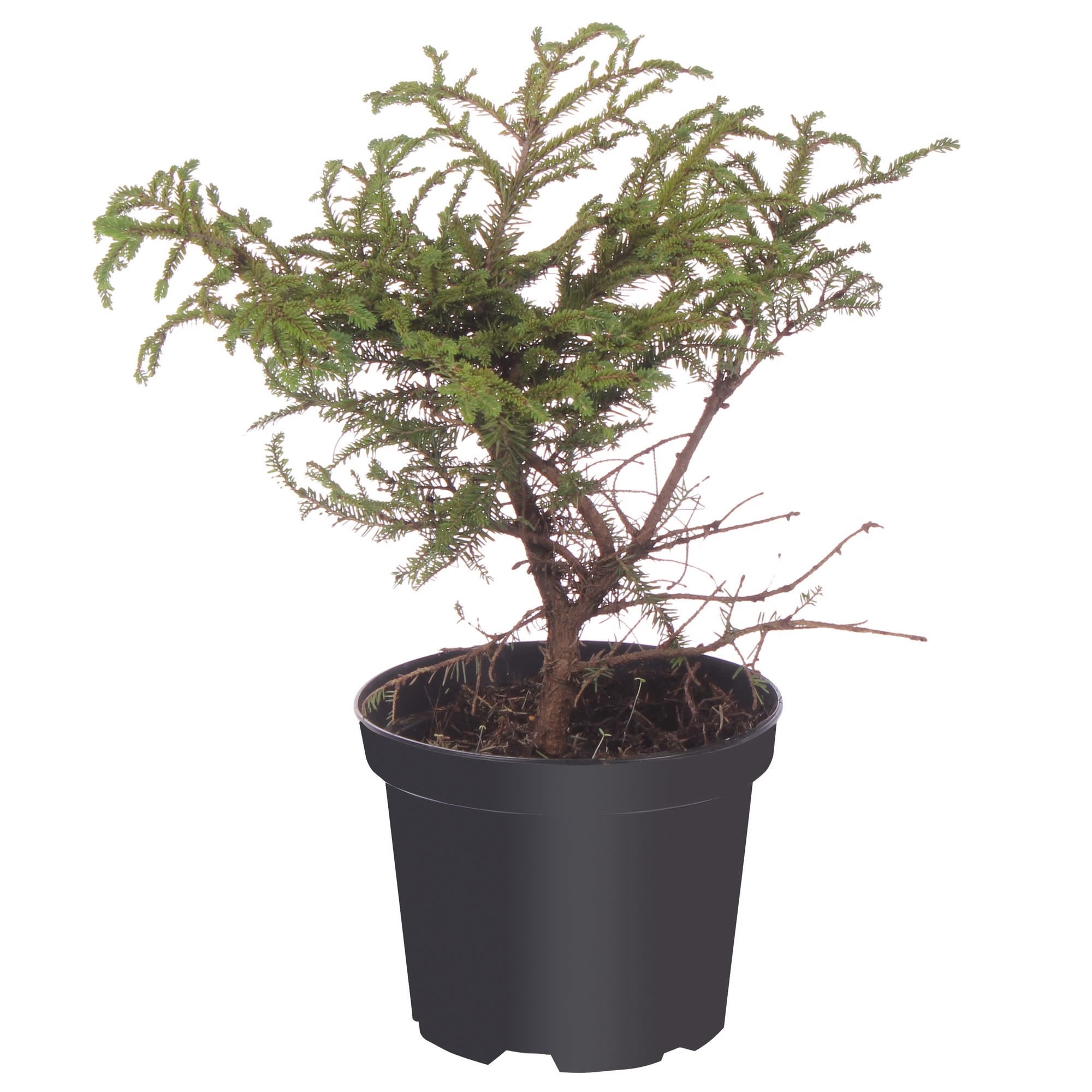 81959247 Ель обыкновенная «Нидиформис» С2-3/30-50 Santreyd 