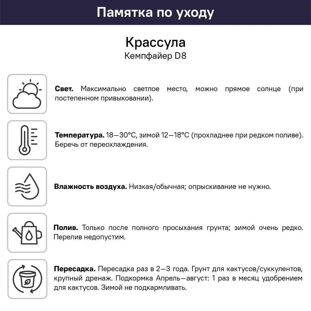 Крассула Кемпфайер ø8 h6 см 89447868 STLM-2209830 Santreyd  - Вид №4