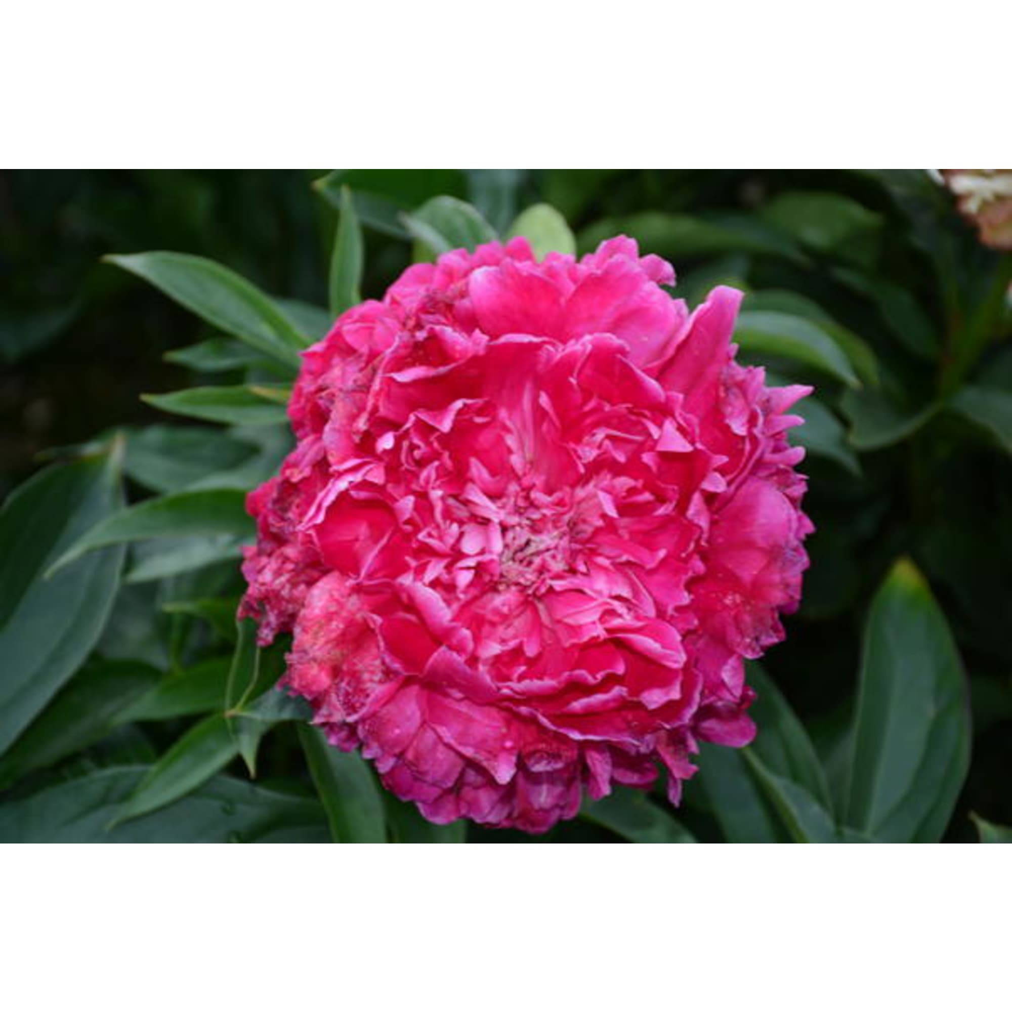 85324447 Пион молочноцветковый Лондон ø14 h50 см Santreyd 