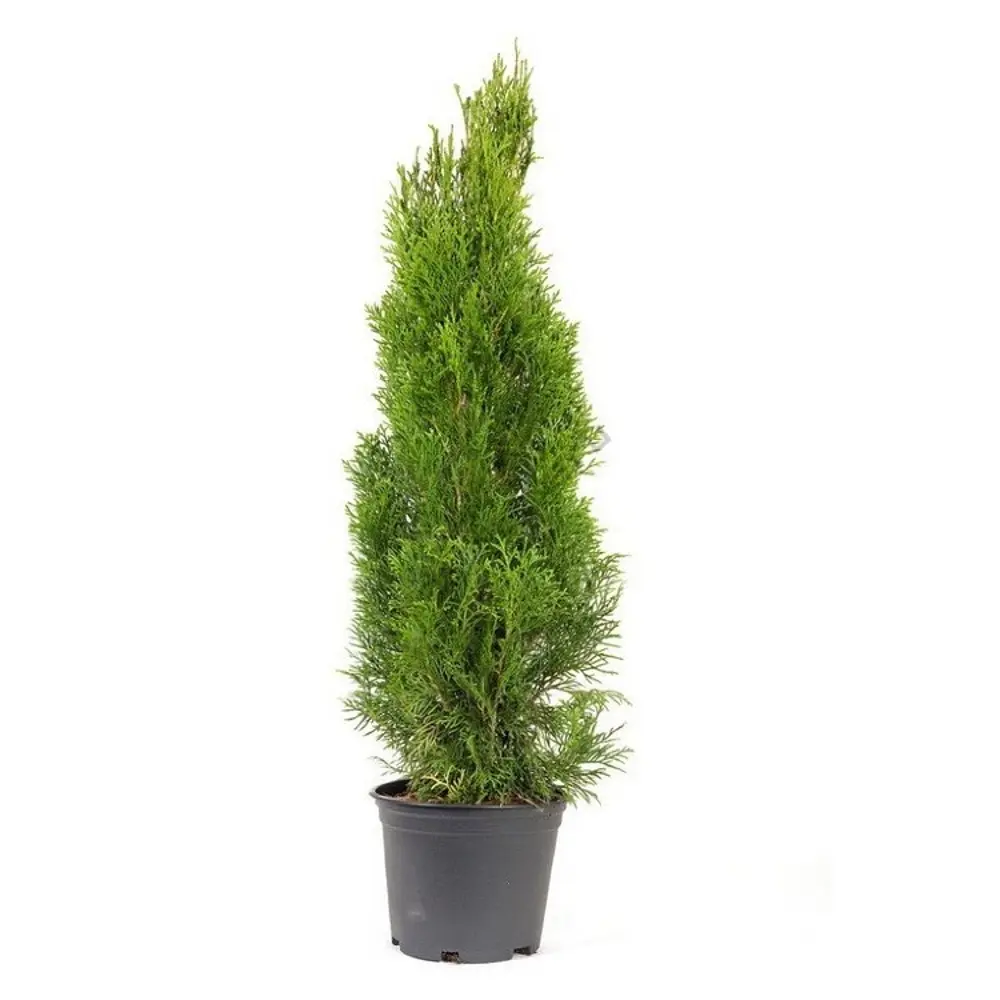 Туя западная Брабант ø40 h120 см 89465445 STLM-2060933 PLANTMARKET  - Вид №1
