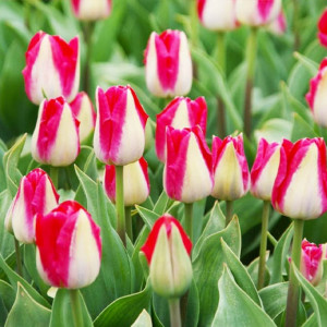 89078521 Тюльпан Триумф Киссабл луковица 12/, 7 шт.