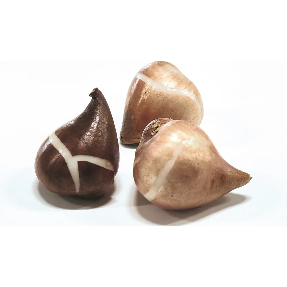 Тюльпан Дарвинов гибрид Оллиулес 3 шт GEOLIA STLM-2168302 - Вид №1