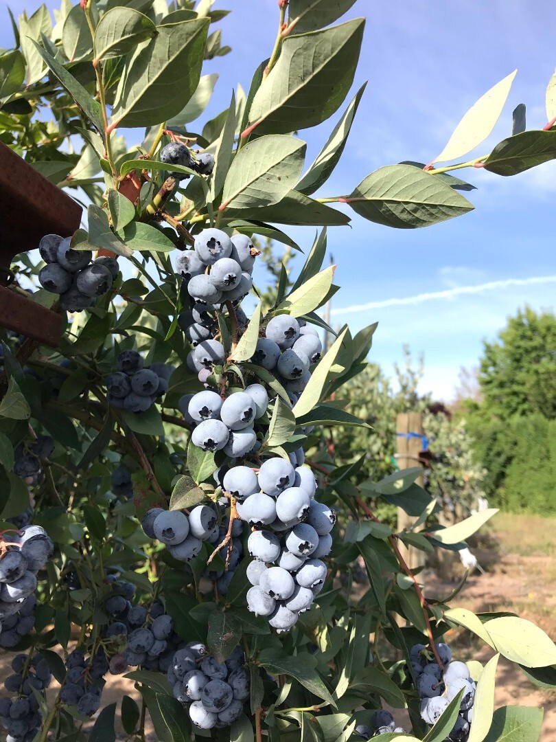 87691172 Голубика садовая Эллиот ø9 h20 см STLM-0075063 PLANTMARKET
