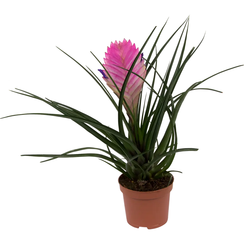 Тилландсия Анита Santreyd - воздушное растение с розовыми соцветиями 82399671 STLM-0026488