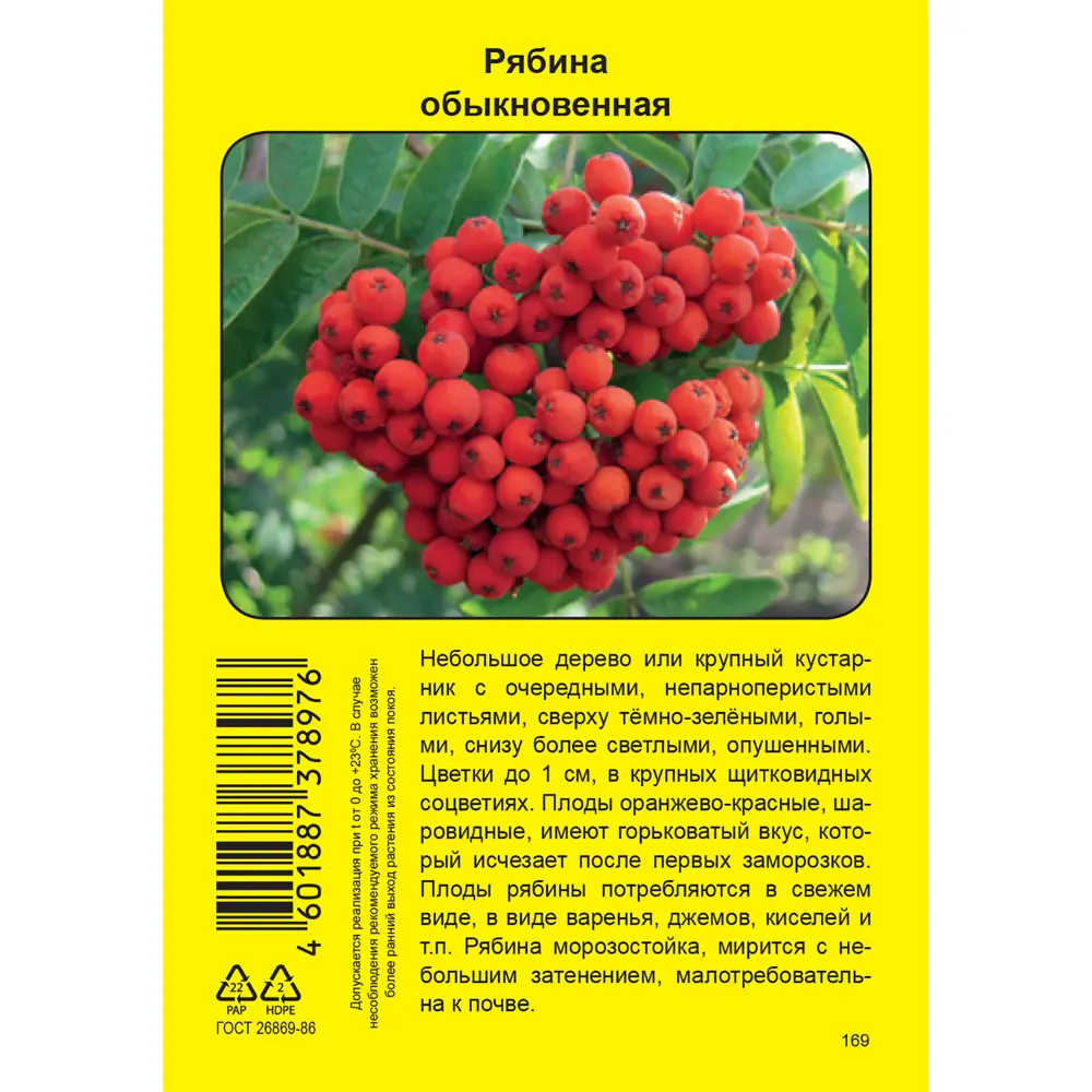 Рябина Обыкновенная пакет h39 см 89408282 STLM-2147256 Santreyd 