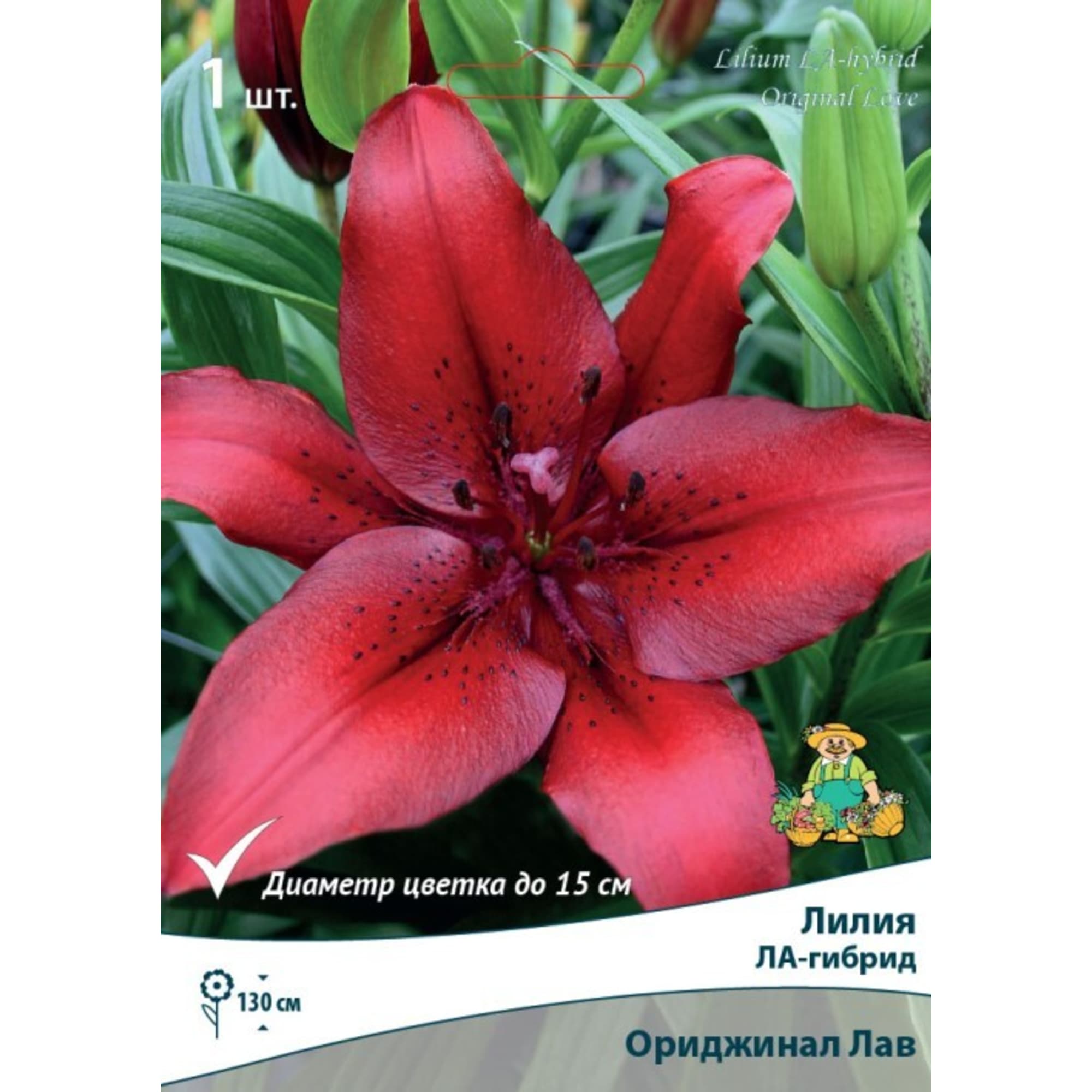 83597454 Лилия ЛА-гибрид Ориджинал Лав луковица 12/14 Santreyd 