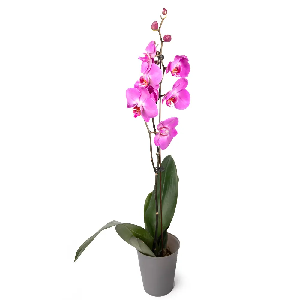 Орхидея Фаленопсис 1 ствол микс ø12 h55 - 75 см Santreyd STLM-2135543