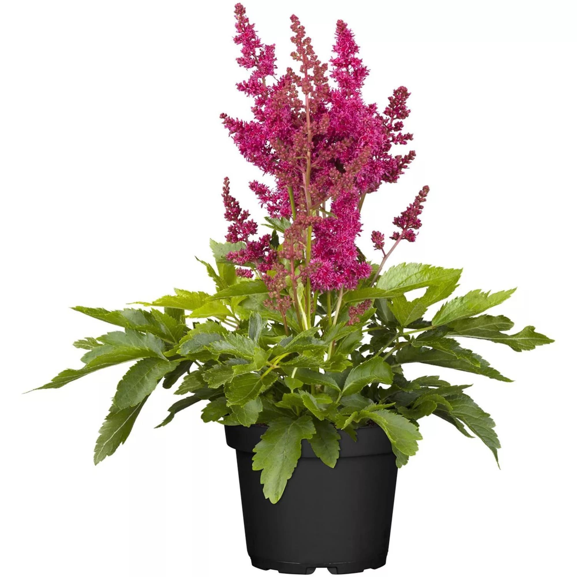 82585325 Астильба японская «Лук эт Ми» 15x20 см Santreyd  - Вид №2