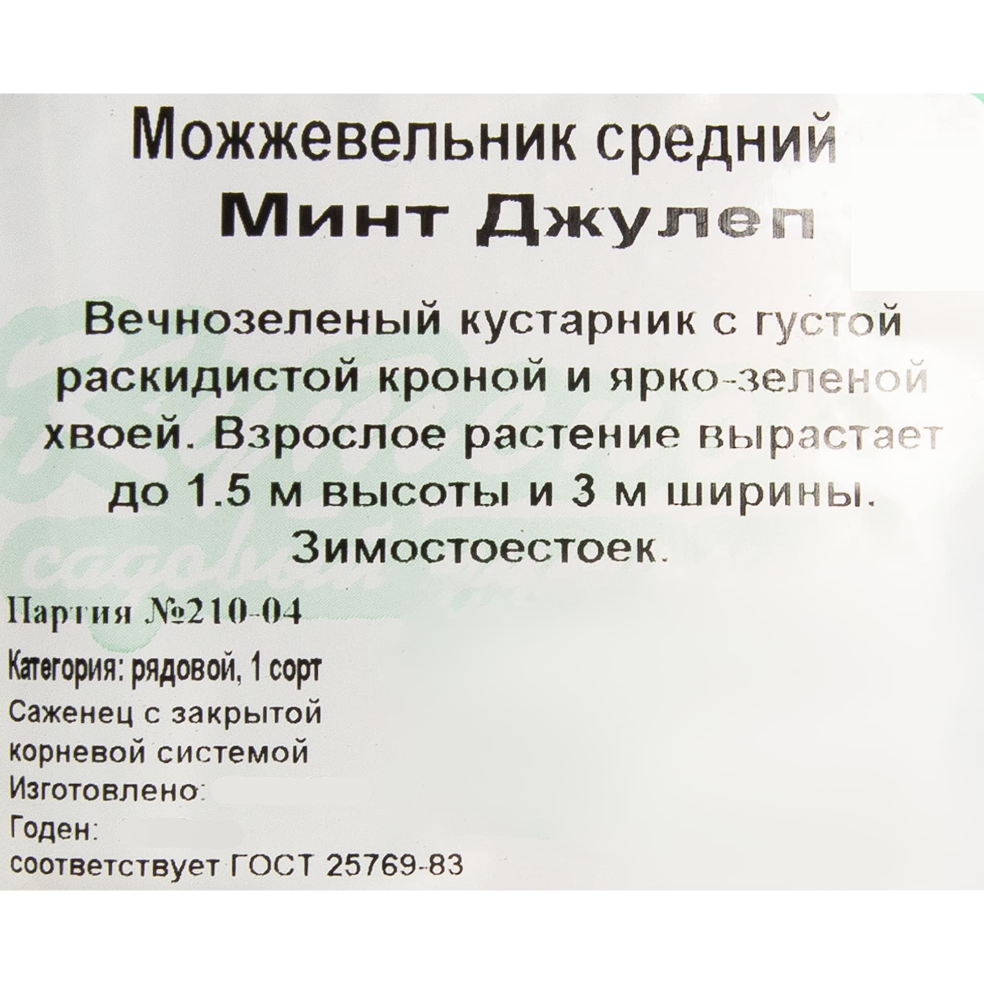 82596779 Можжевельник средний 9x10 см Santreyd  - Вид №1