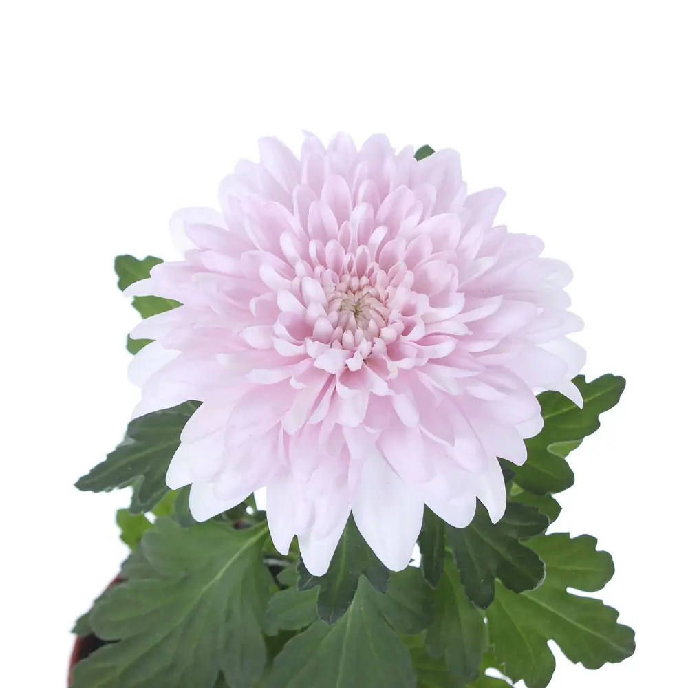 Santreyd Хризантема «Супернова» - многолетнее цветущее чудо 82023610 STLM-0017812 - Вид №3