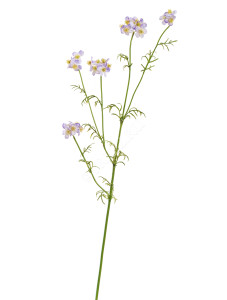 30.0617212LV Ранункулюс Полевой нежно-розово-сиреневый Цветочная коллекция