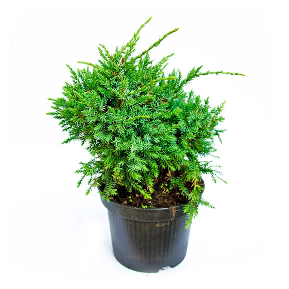 Можжевельник чешуйчатый Холгер ø19 h45 см PLANTMARKET STLM-2075879