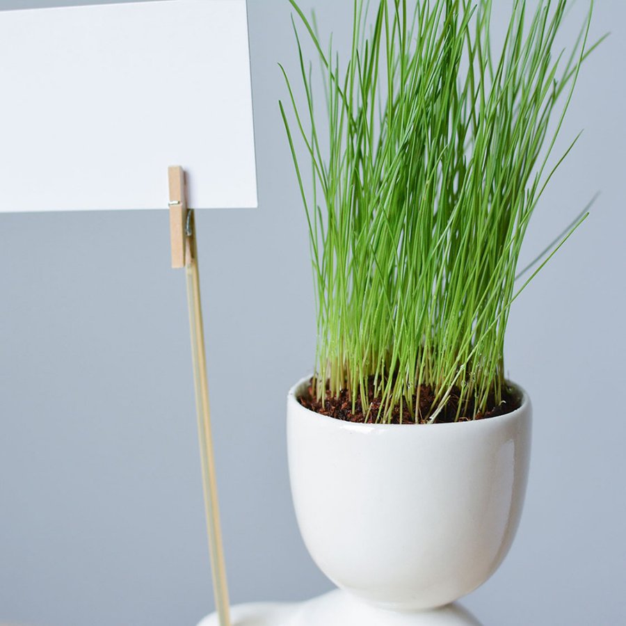 Набор для выращивания eco "Знаменосец" ЭКОЧЕЛОВЕКИ  254608 Белый  - Вид №5