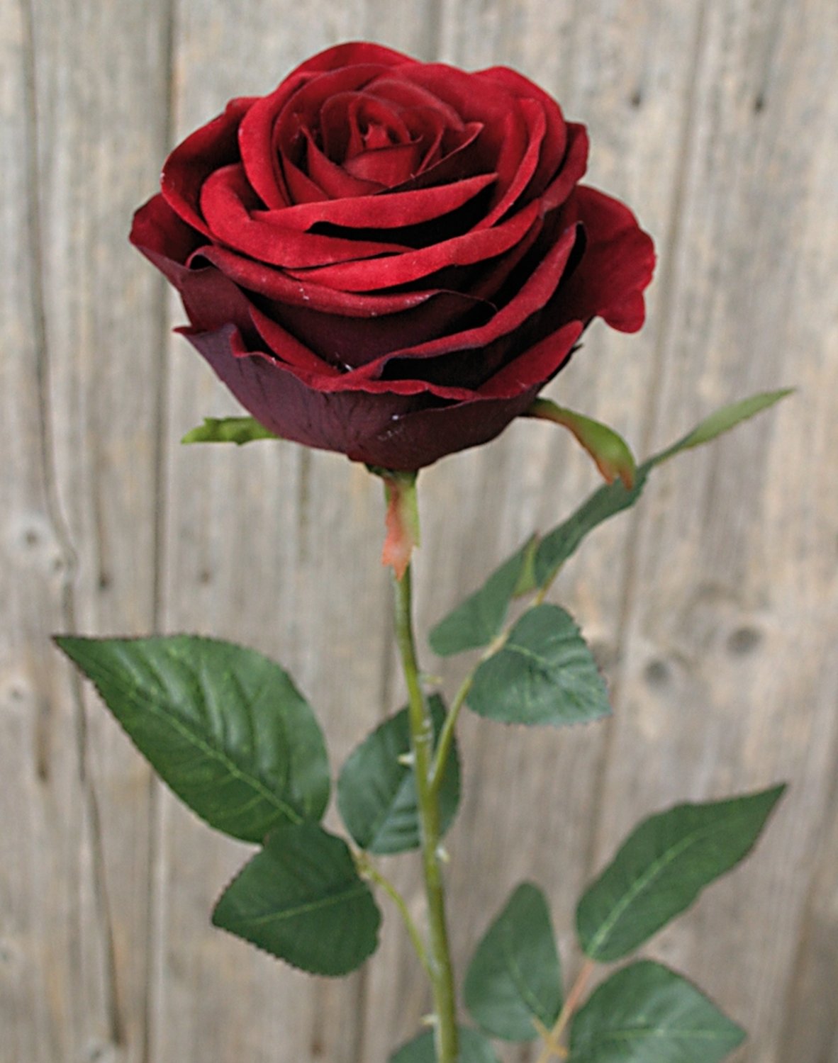9817 442 a3 Искусственная роза, бархат, 90 см, бордовый H-andreas  - Вид №1