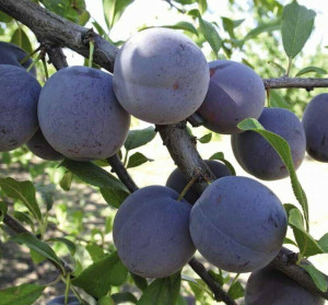 84834897 Слива Ренклод Советский ø22 h80 см STLM-0055857 PLANTMARKET