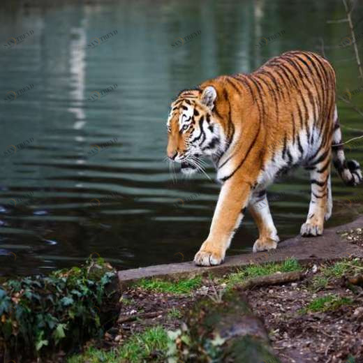 WP01066 Фотообои Verol Фотообои decoline 1х1 м