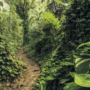 SH072-VD4-Path-of-Dreams Фотообои Komar Stefan Hefele 2.5х4 м