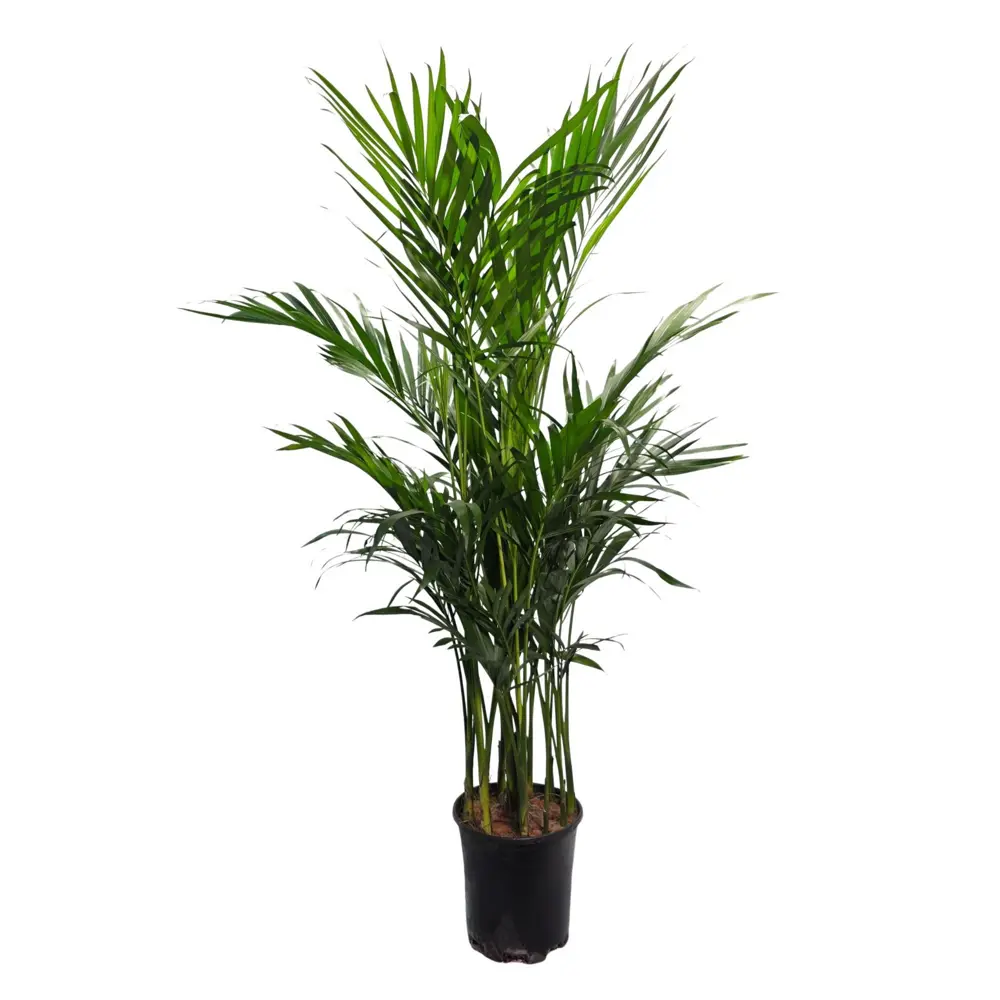 Хамедорея Элеганс ø17 h90 - 100 см Santreyd STLM-2032808
