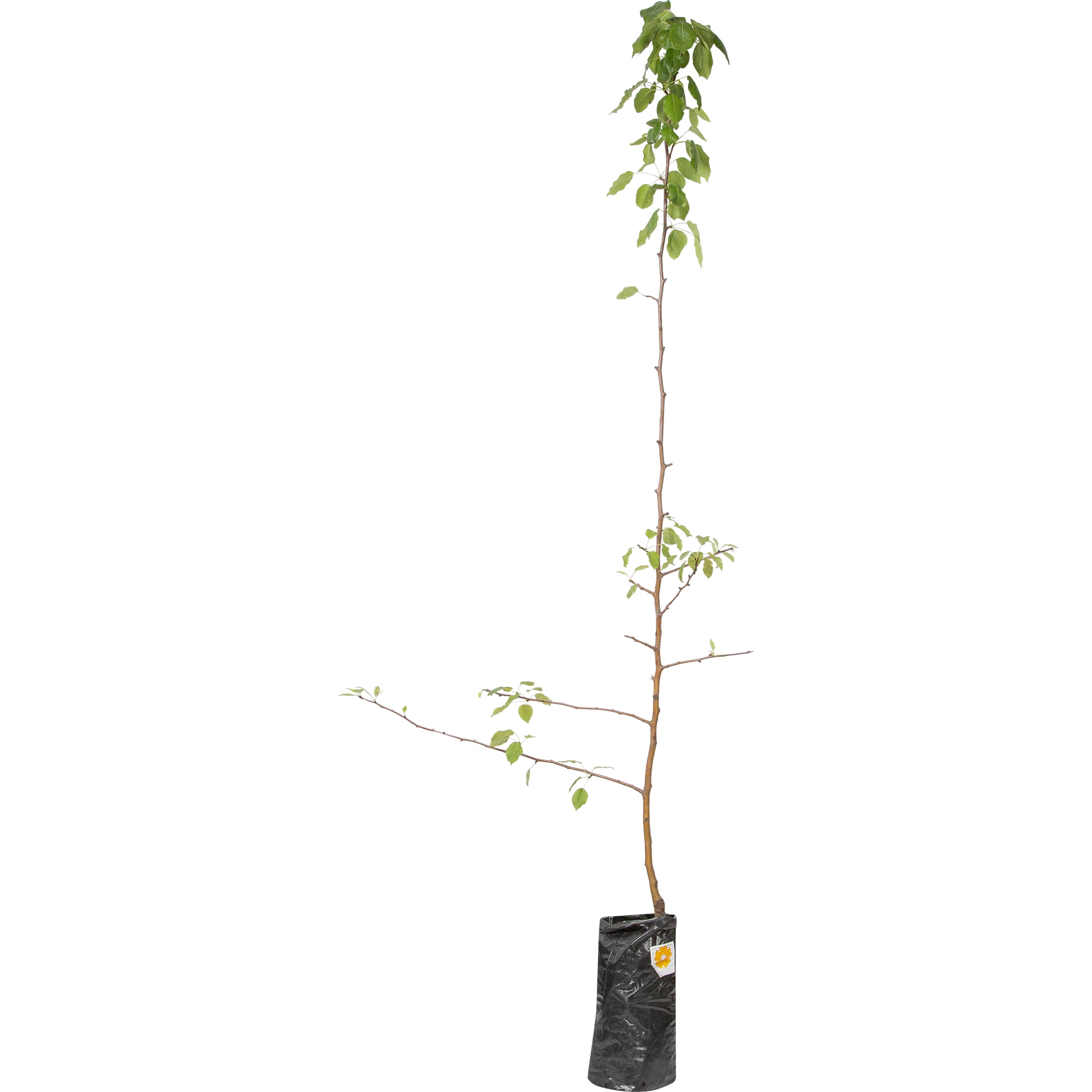 82176295 Груша обык «Нарядная Ефимова» 3-5 л 100 см Santreyd 