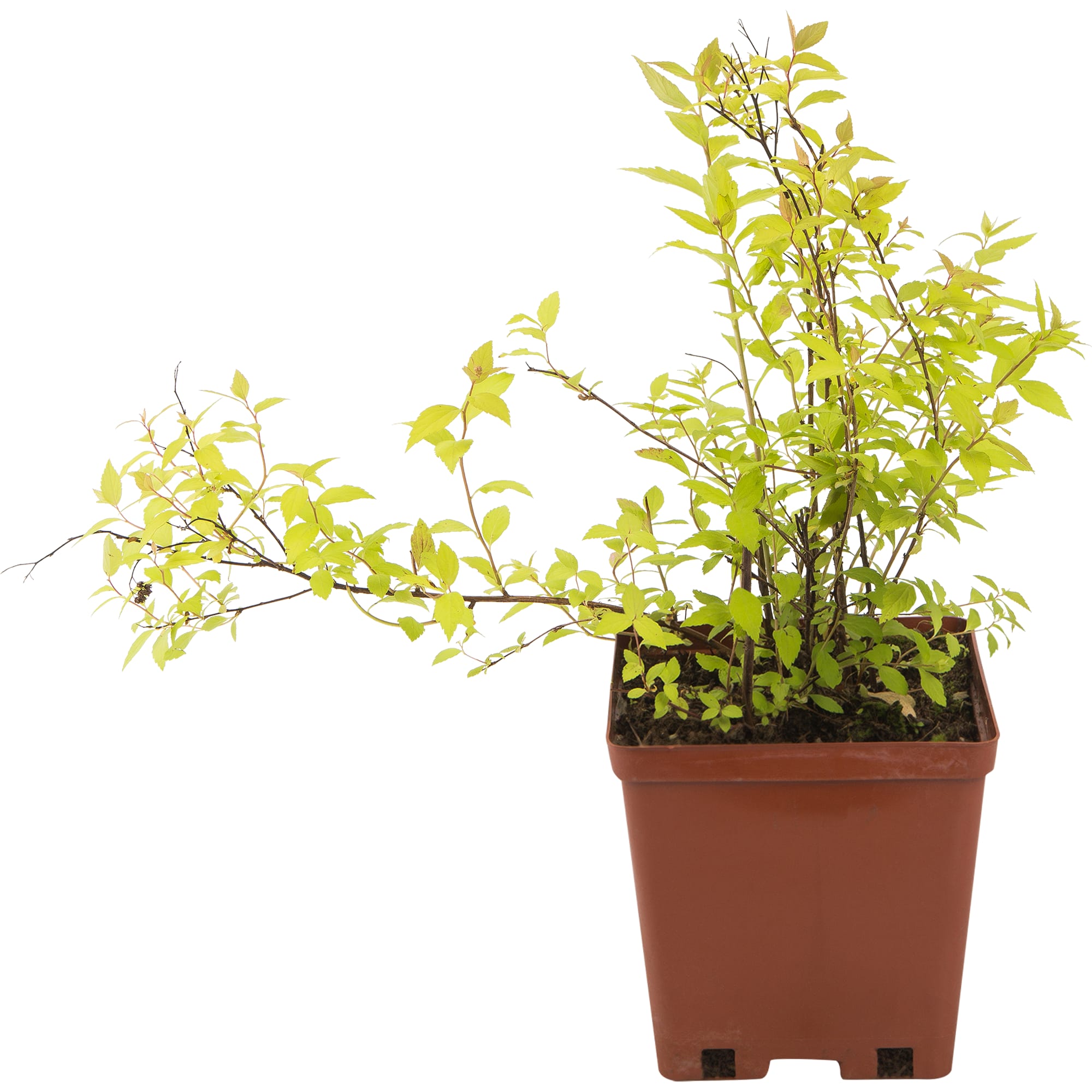 82594831 Спирея «Голден Принцесс» 15x20 см Santreyd 