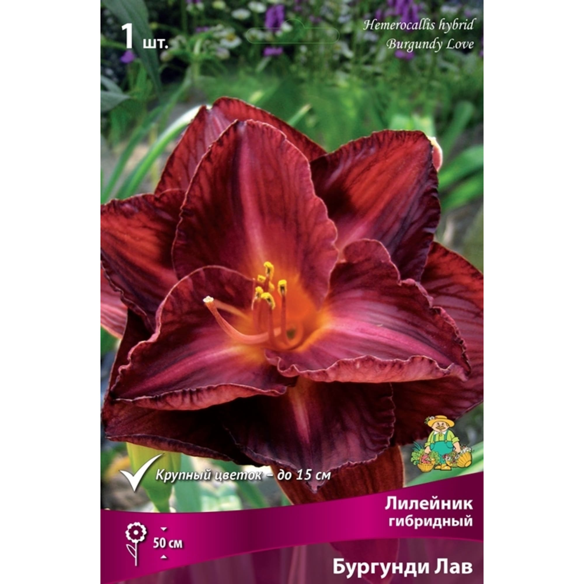 83597573 Лилейник гибридный Бургунди Лав луковица I Santreyd 