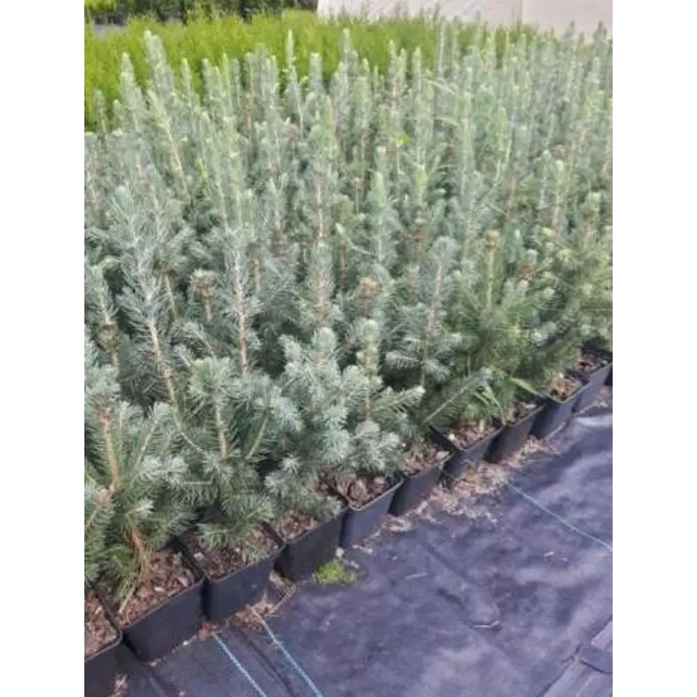 Ель Глаука «Маджестик Блю» 9x25 см 82601660 STLM-2201804 Santreyd  - Вид №1