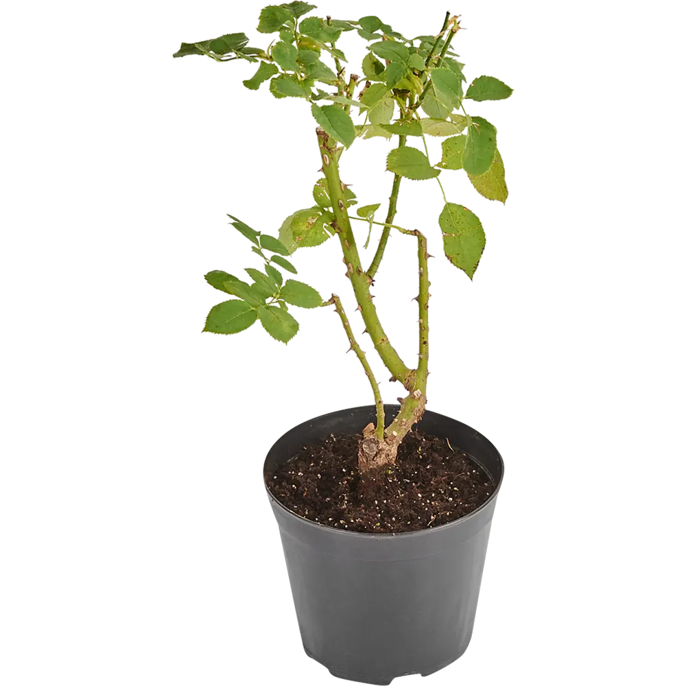 Роза микс ø20 h45 см Santreyd STLM-2092429 - Вид №1