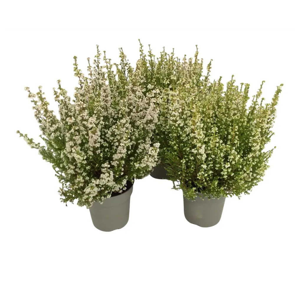 Эрика Грацилис белая - декоративный кустарник для альпинария 89437940 Santreyd STLM-1582315