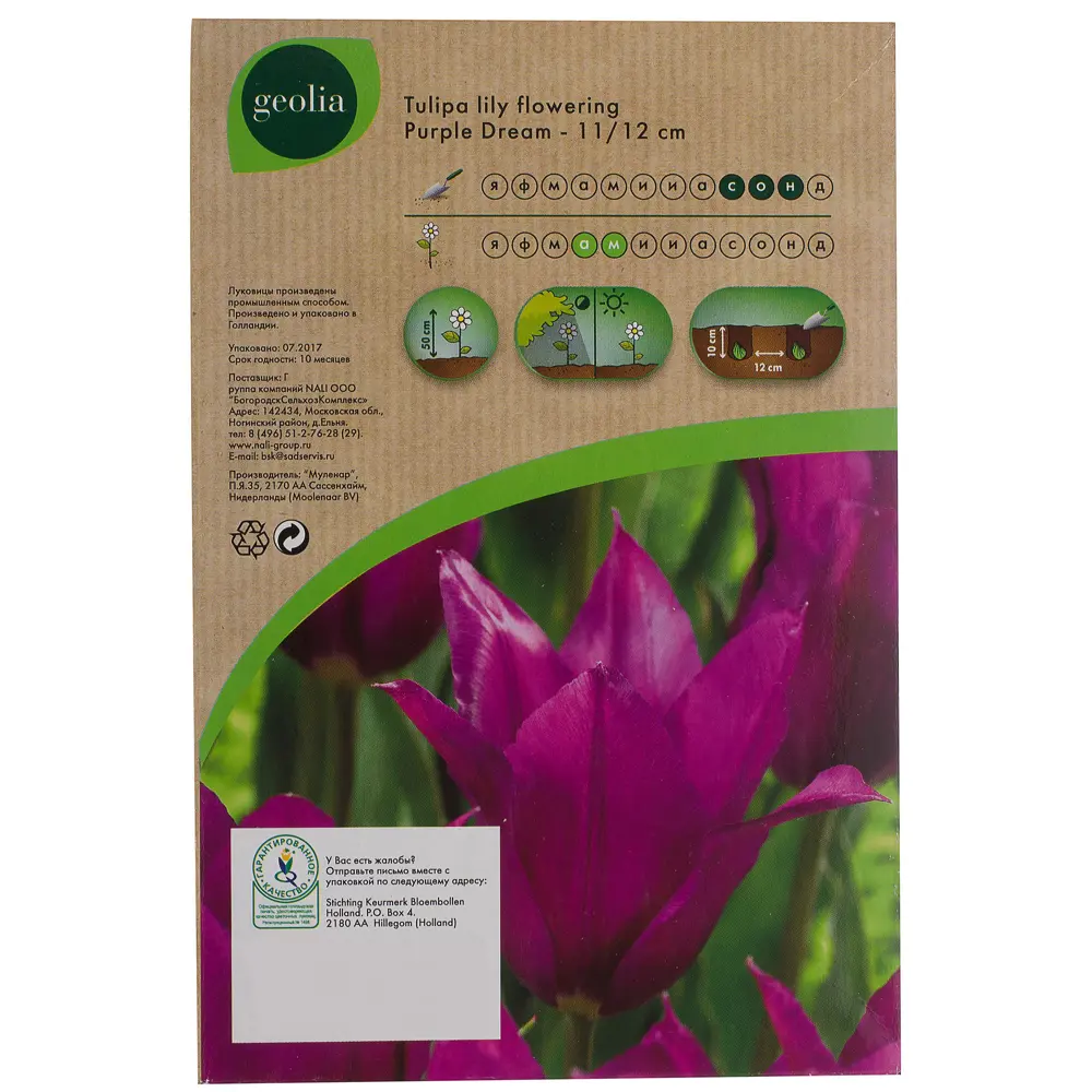 Тюльпан Purple Dream GEOLIA 11/12 10/9 18658986 STLM-2081603  - Вид №2