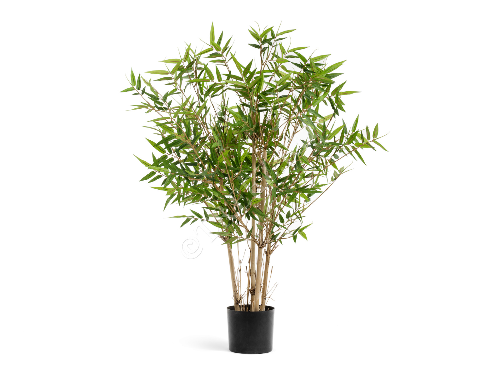 10.34305N Бамбук Японский ориенталь Цветочная коллекция  - Вид №1