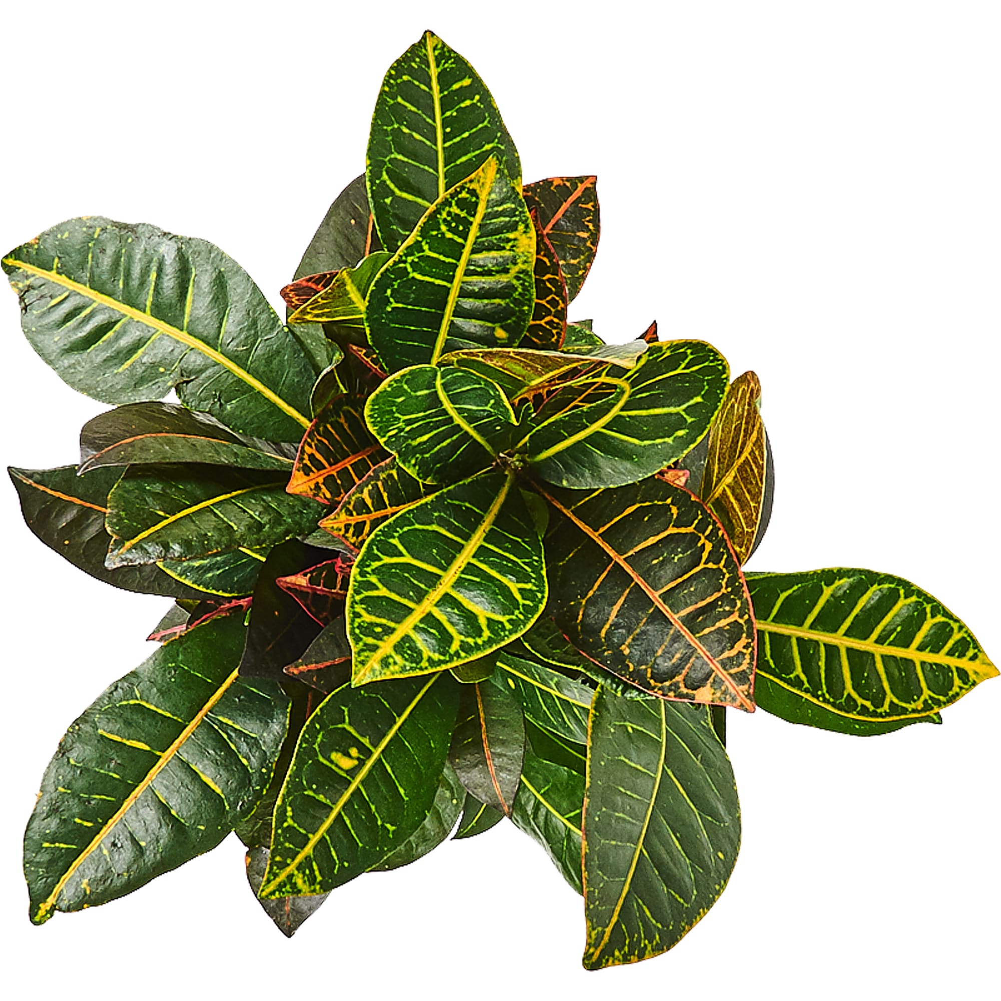 82892080 Кротон Петра 21x70 см Santreyd  - Вид №1