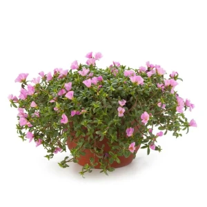 Портулак Santreyd в кашпо — яркое украшение для сада и балкона 83248502