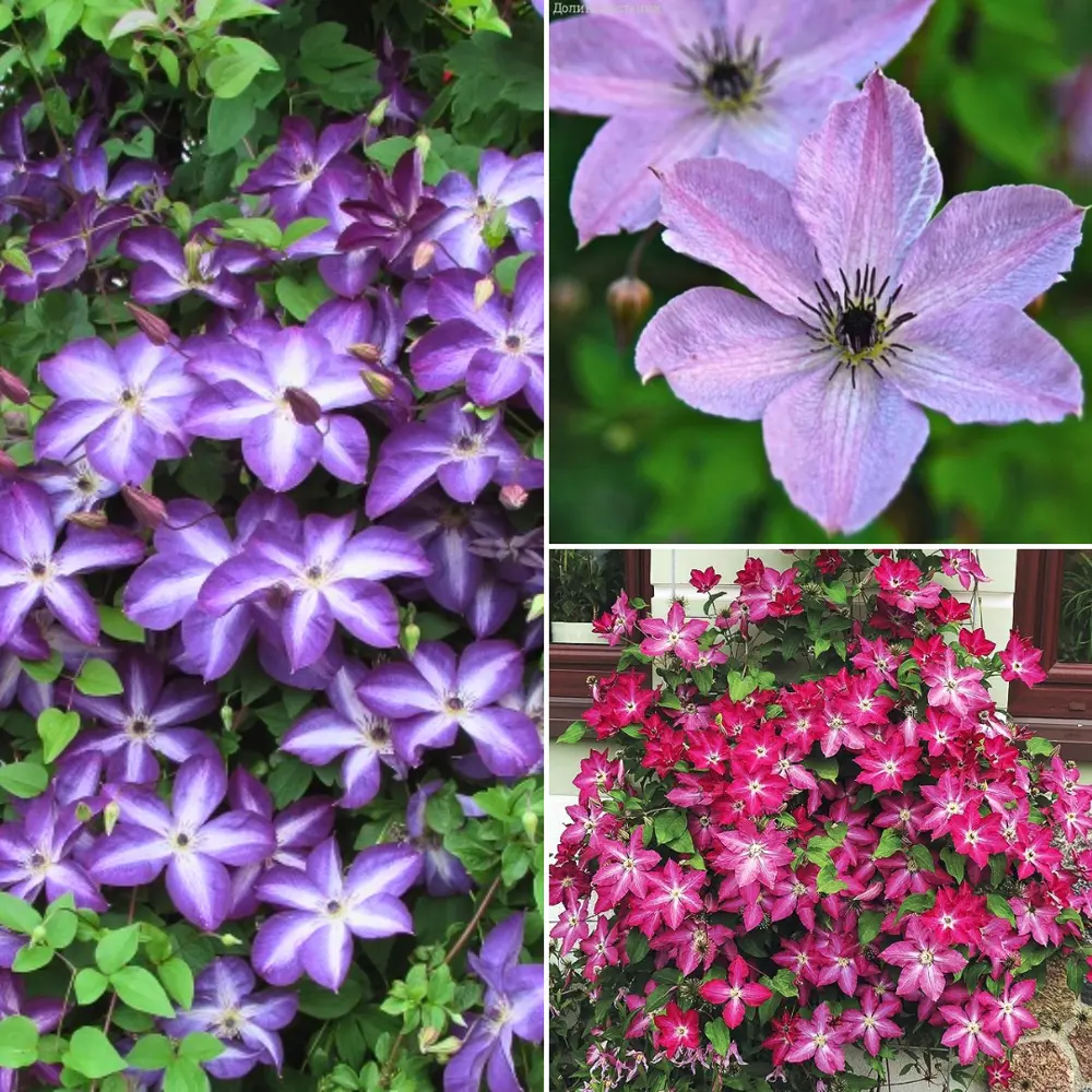 Клематис Santreyd — вьющаяся многолетняя лиана для сада 89363674 STLM-1393494