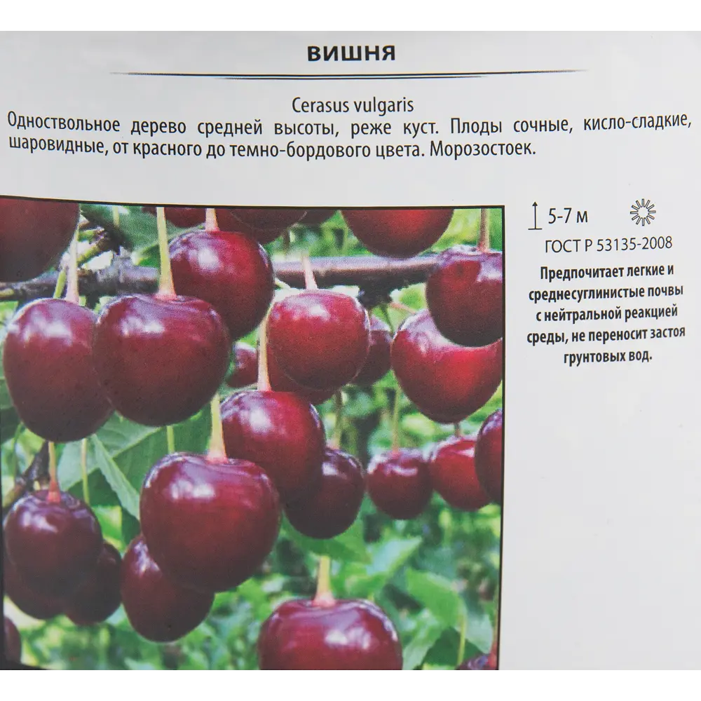 Вишня Харитоновская Santreyd - саженец для богатого урожая 82585396 STLM-0030729 - Вид №1