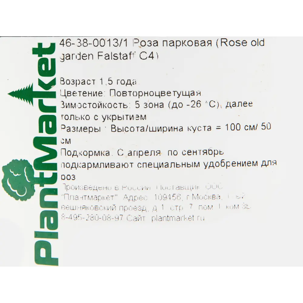 Роза парковая «Фальстаф» 19x55 см 82625100 STLM-2102750 PLANTMARKET  - Вид №1