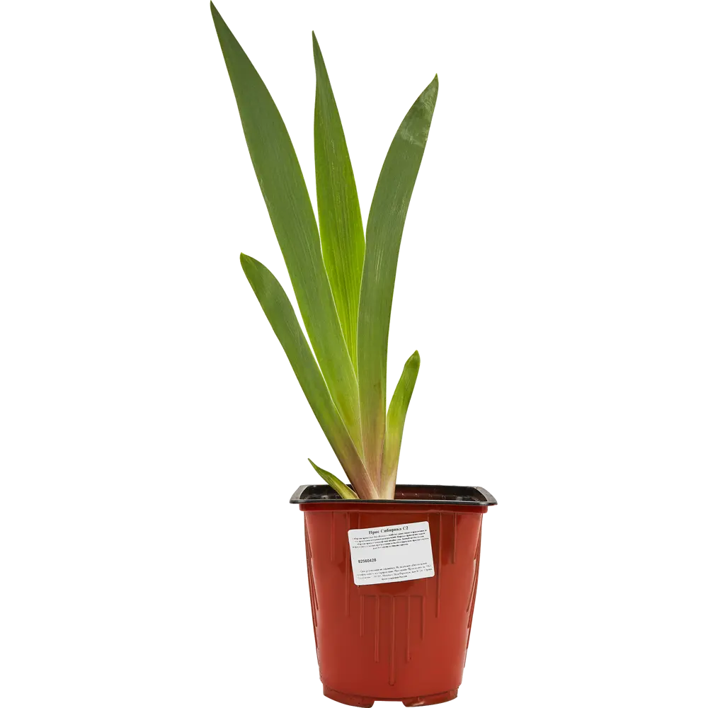 Santreyd Ирис сибирский - фиолетово-синий многолетник для сада 82560428 STLM-0029948