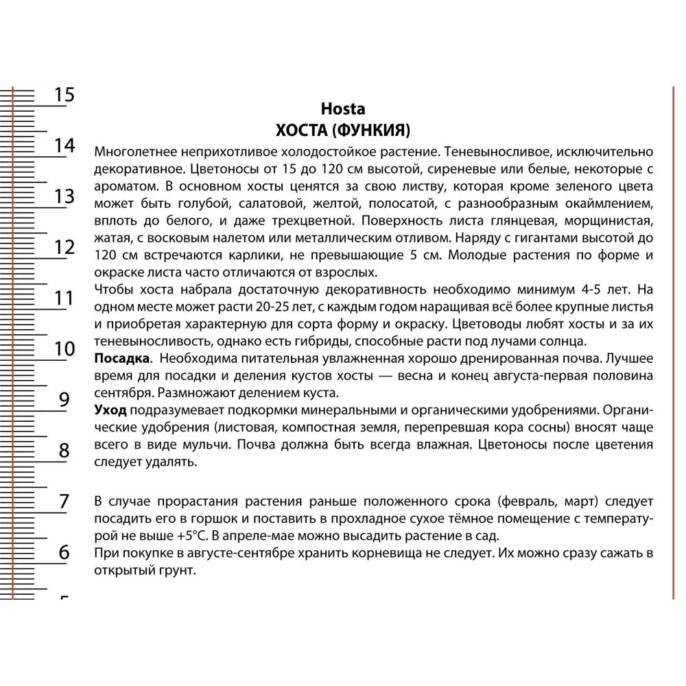 Хоста гибридная Фест Данс - многолетнее корневище с разноцветными цветами 89433466 ПОИСК STLM-1576233 - Вид №1