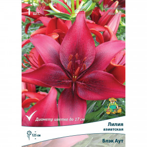 83597416 Лилия азиатская Блэк Аут луковица 12/14