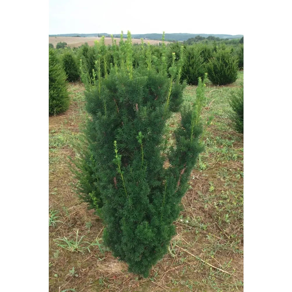 Тис средний Хиксии ø15 h35 - 40 см 88790181 STLM-2082659 PLANTMARKET 