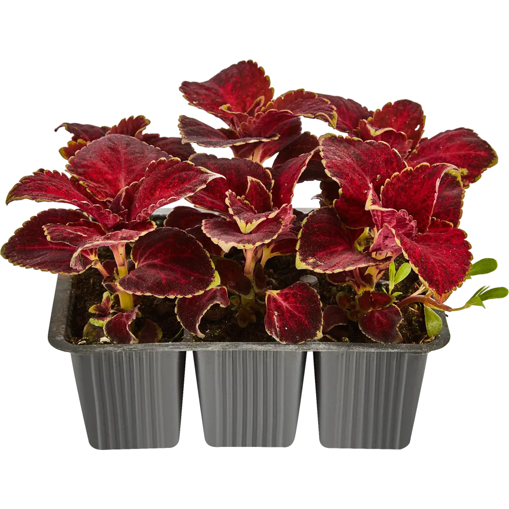 Колеус в кассетах, 6 шт Santreyd STLM-2099467