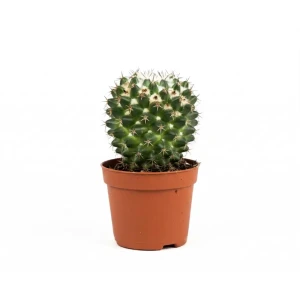 Кактус шар микс ø6 h6 см