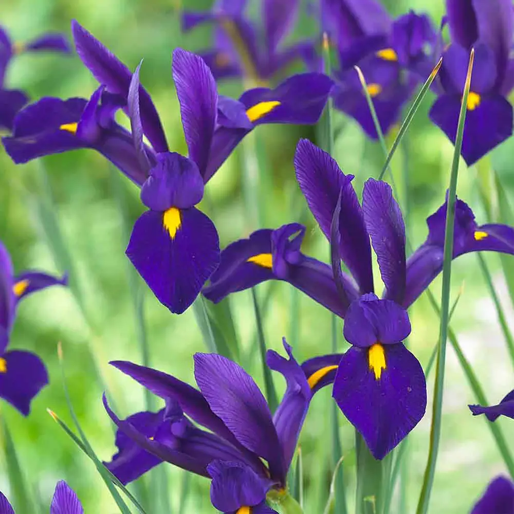 Ирис Geolia «Blue Pearl» STLM-2089595