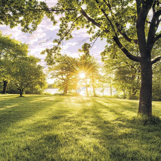 SH054-VD4-Golden-Moment Фотообои Komar Stefan Hefele 2.5х4 м SH054VD4GOLDENMOMENT