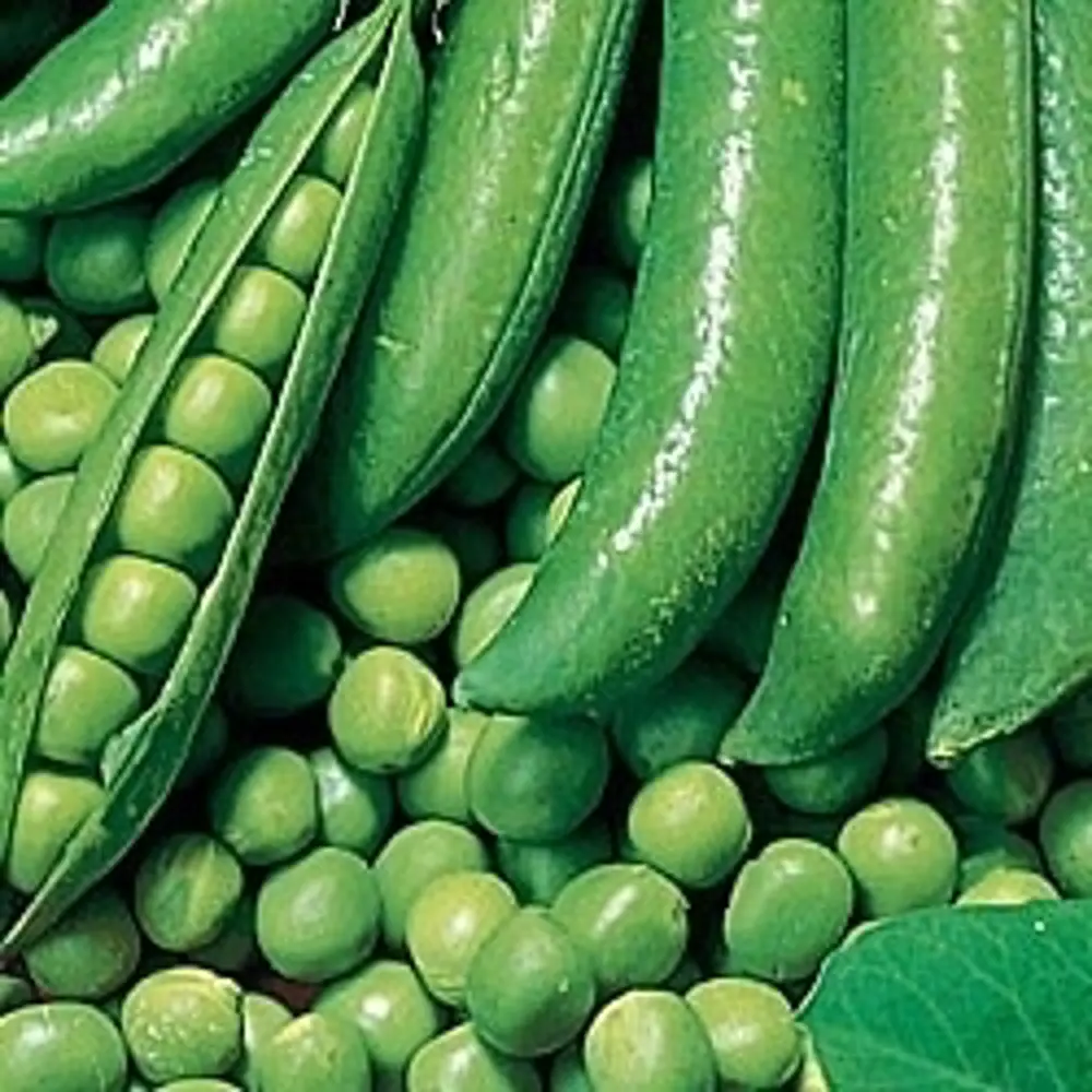 17250997 Семена Горох Динга Agroni, 5г STLM-0007781