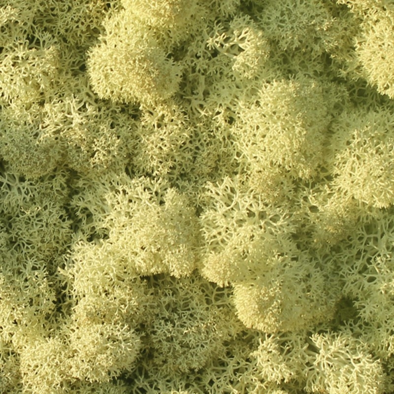 VER001 Лишайник Adriani e Rossi 01 Мох светло-зеленый  - Вид №11