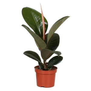 Фикус Эластика Робуста — комнатное растение для озеленения интерьера 89434514