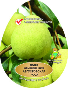 86544031 Груша Августовская сетка h180 см STLM-0069912 Santreyd